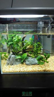 新手四天水族箱體驗與建議分享