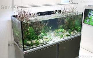 一箱一世界 用伊罕喜鉑水族箱打造免換水的家庭自然生態景觀