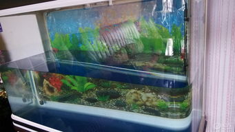 水族箱換水 維持生態平衡與魚類健康的關鍵步驟